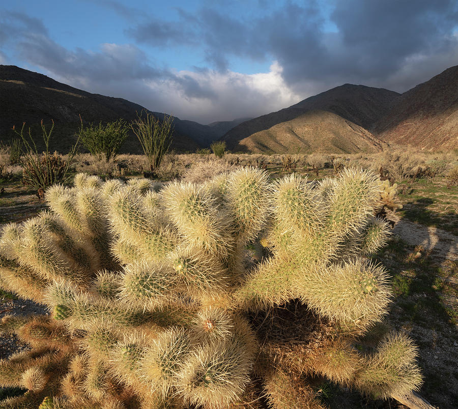 San Diego Photograph - Chollas and Ocotillos at Anza Borrego Desert State Park by William Dunigan