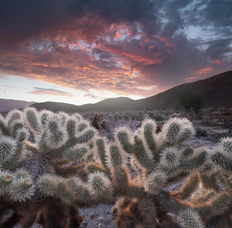 Chollas and Sprinkling Rain in the Anza Borrego Desert Photograph by William Dunigan