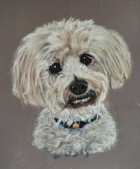 Chonzer Pastel by Dawn Wilkins - Fine Art America