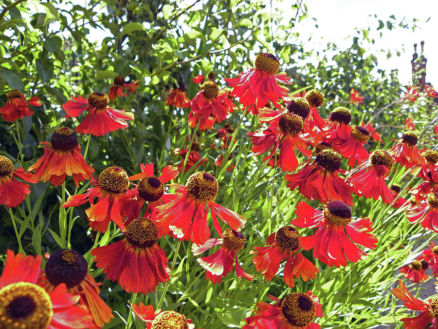 CHORLEY. Red  Helenium Flowers. Photograph by Lachlan Main