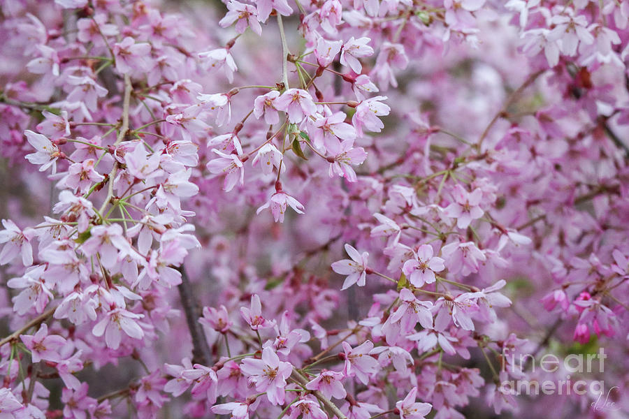 Tree Photograph - Chorus of Pink Blossoms by D Lee