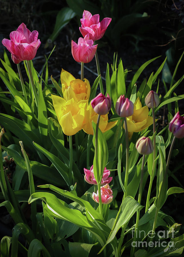 Tulip Photograph - Chorus of Tulips and Daffodils by D Lee
