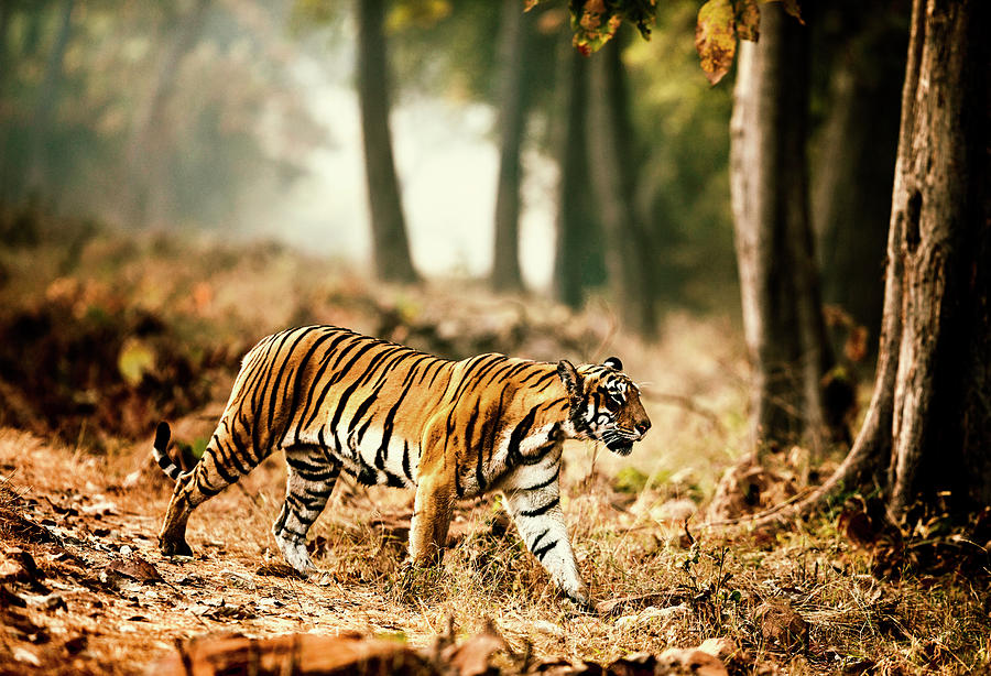 Choti tara tiger with radiocollar at Tadoba Photograph by Amit Rane ...