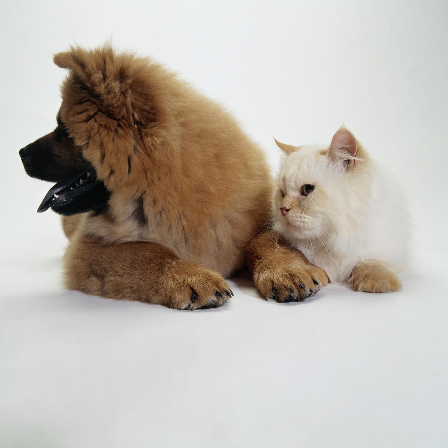 Chow Chow and a Cat Lying Together Photograph by Duncan Smith