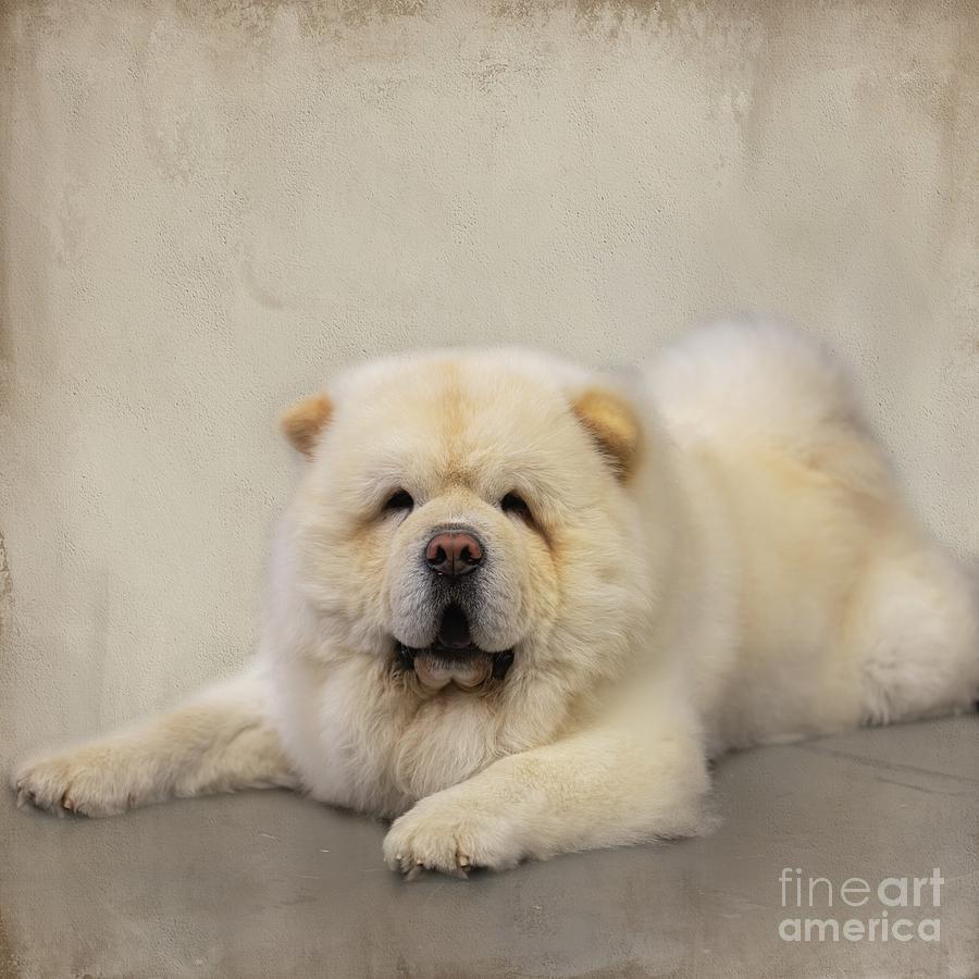 Chow Chow Photograph by Eva Lechner