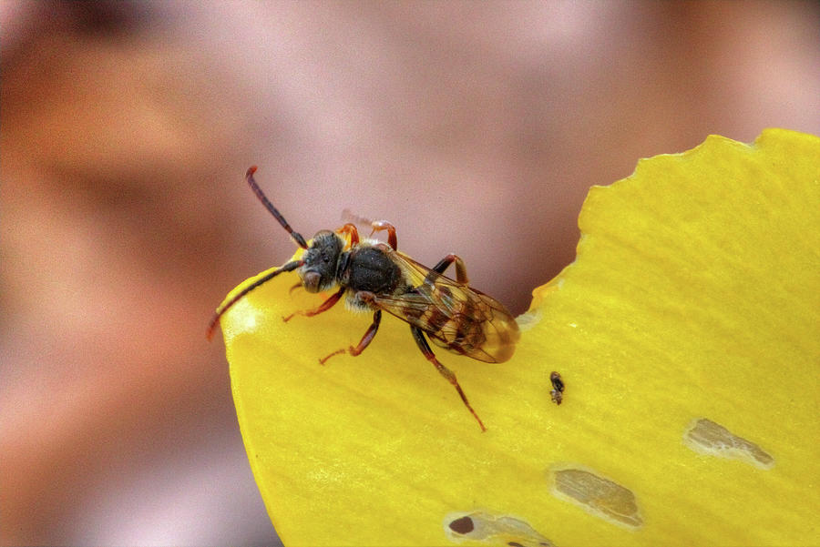 Macro Photograph - Chowing Bee by Marj Esch Macro Photograph - Chowing Bee by Marj Esch