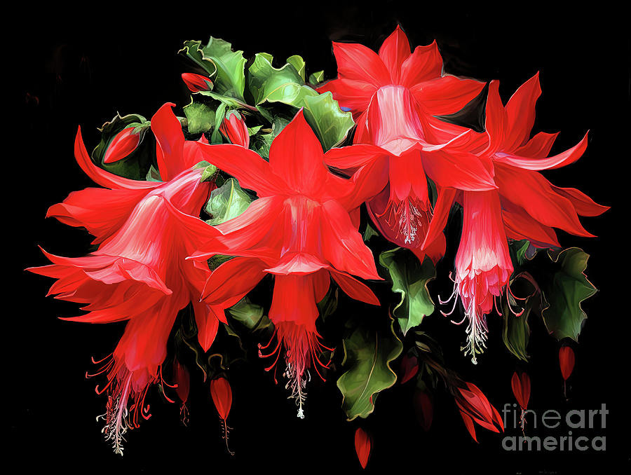 Chriastmas Cactus 3  Digital Art by Elaine Manley