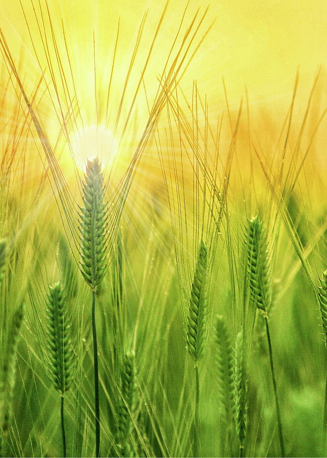 Chrisian Get Well I Pray Summer Wheat Field Digital Art by Doreen Erhardt