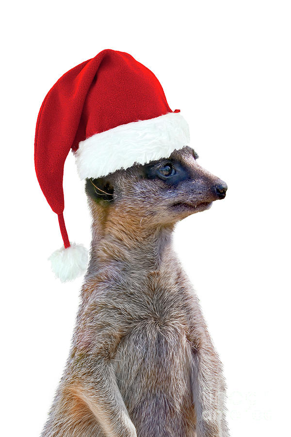 Christmas suricate Photograph by Delphimages Photo Creations