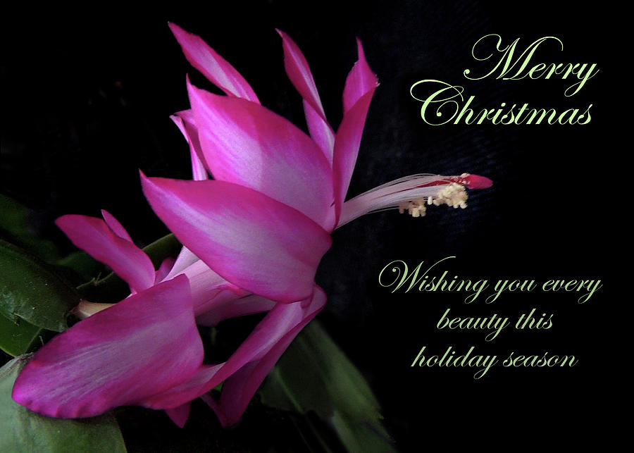 Christmas Cactus Christmas Card Photograph by Nancy Griswold