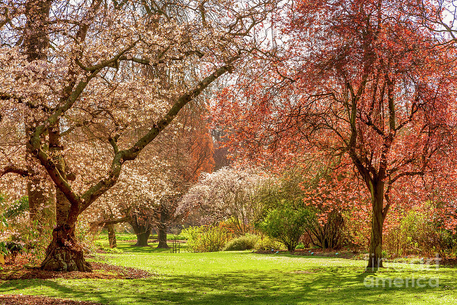 Spring Photograph - Christchurch Blossom in Hagley Park by Colin and Linda McKie