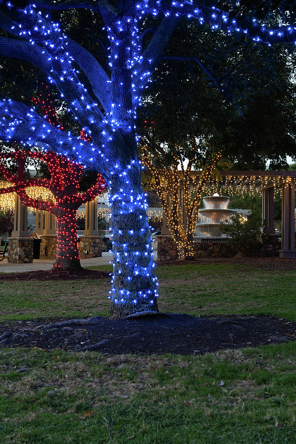 Christmas at San Elijo Hills Park Photograph by Robert VanDerWal - Fine