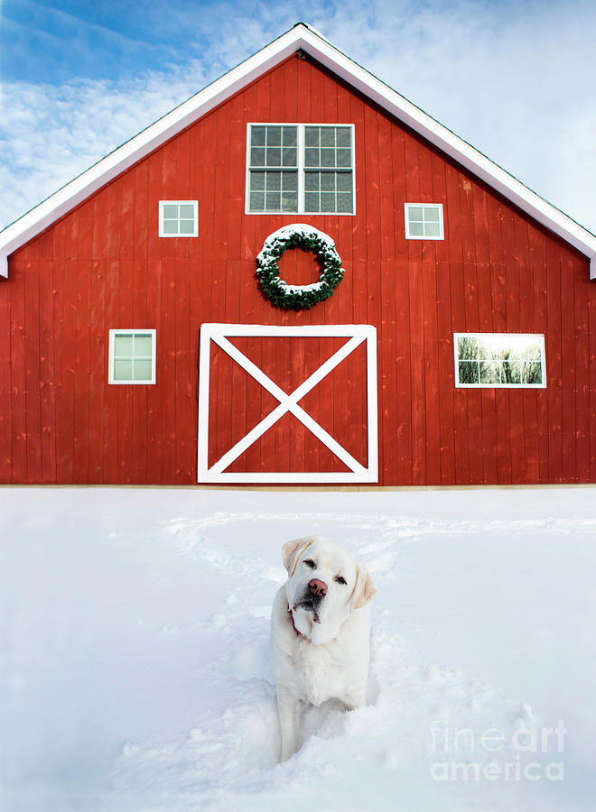 Christmas Photograph - Christmas Barn With White Labrador Retriever by Diane Diederich