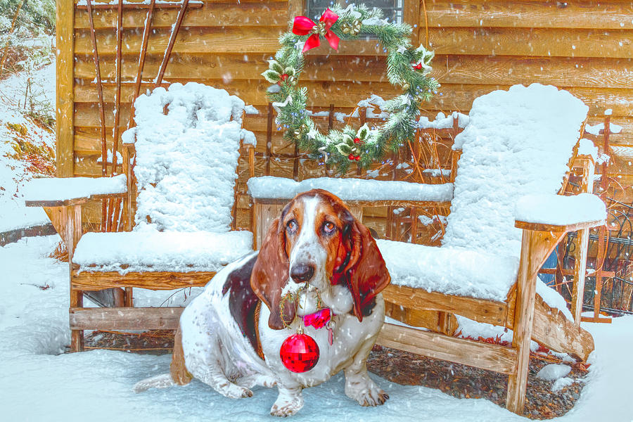 Christmas Basset Hound Photograph by Debra and Dave Vanderlaan