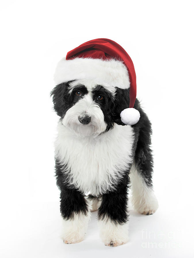 Christmas Bernedoodle Puppy Photograph by Diane Diederich