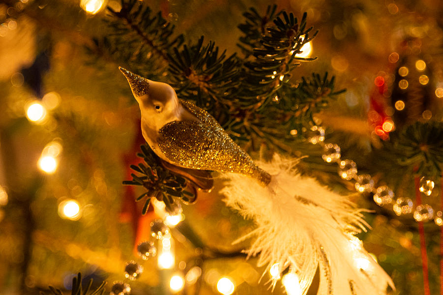 Christmas Bird Photograph by Linda Bonaccorsi