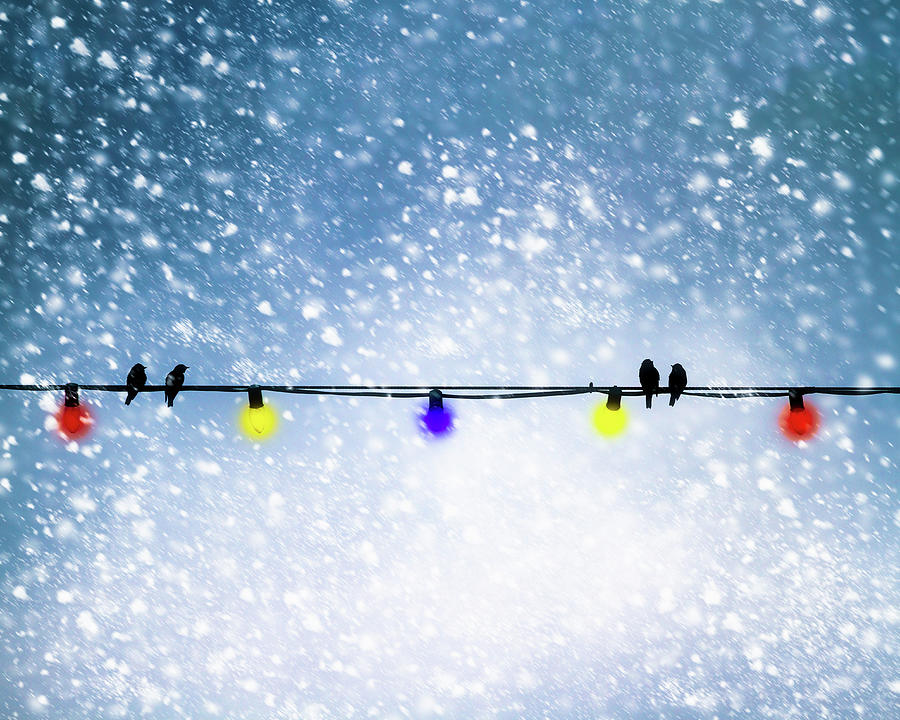 Christmas Photograph - Christmas Birds On A Wire by Bob Orsillo
