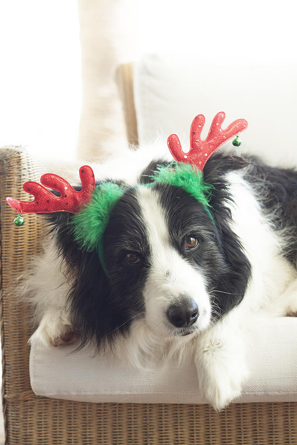 Christmas Border collie Photograph by MB Photography