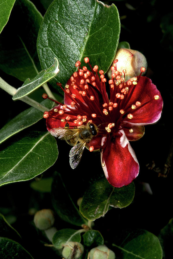 Nature Photograph - Christmas Bush With Bee by Graham Palmer