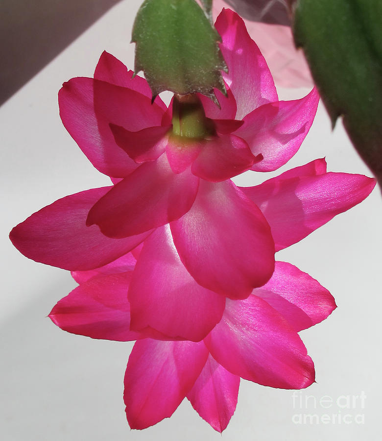 Christmas Cactus 2 Photograph by Randall Weidner