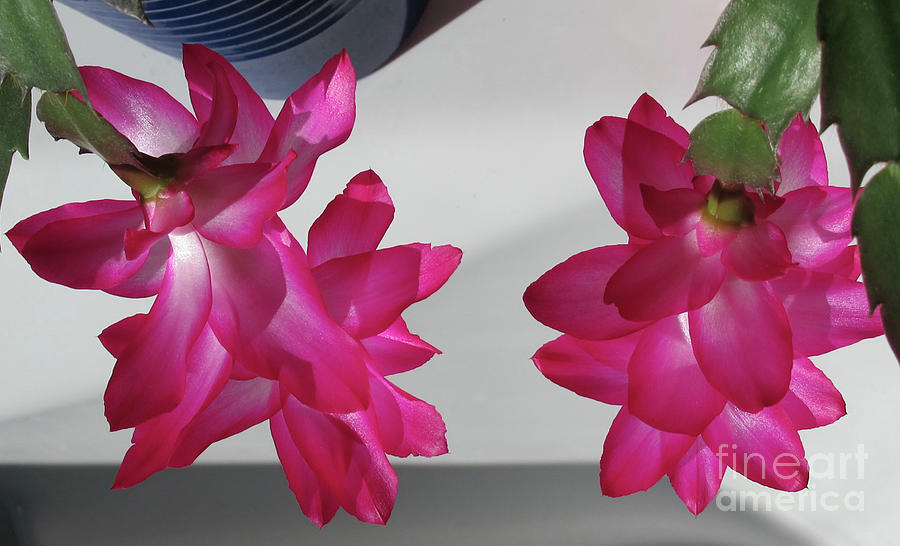 Christmas Cactus 3 Photograph by Randall Weidner