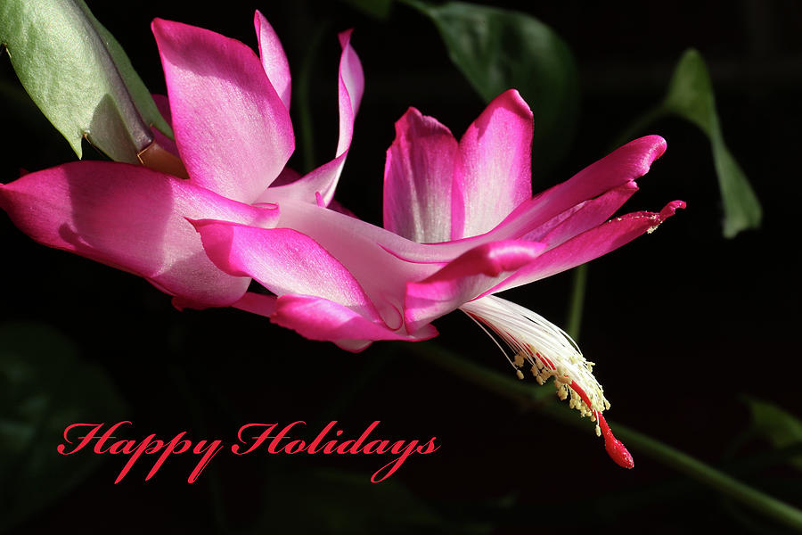 Christmas Cactus 4 Holidays. Photograph by Mary Bedy