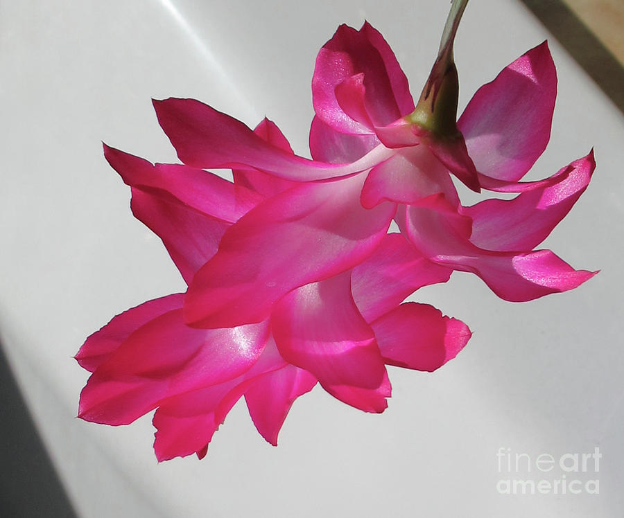 Christmas Cactus 4 Photograph by Randall Weidner