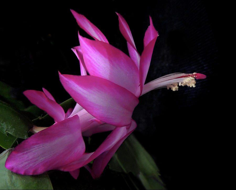 Christmas Cactus Bloom Photograph by Nancy Griswold