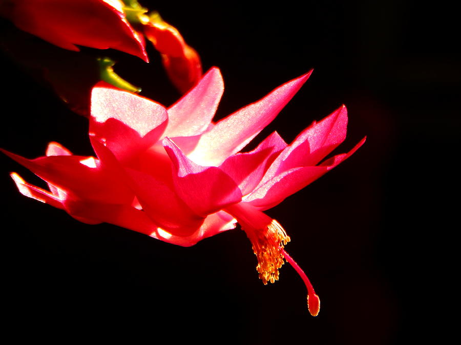 Christmas cactus bloom Photograph by Virginia White