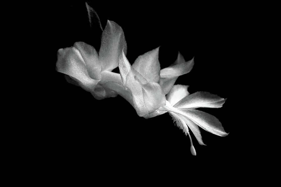 Christmas Cactus Blossom in Black and White Photograph by Bill Swartwout