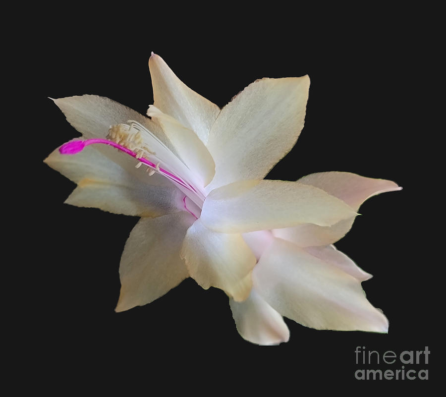 Christmas Cactus  Photograph by Donna Brown