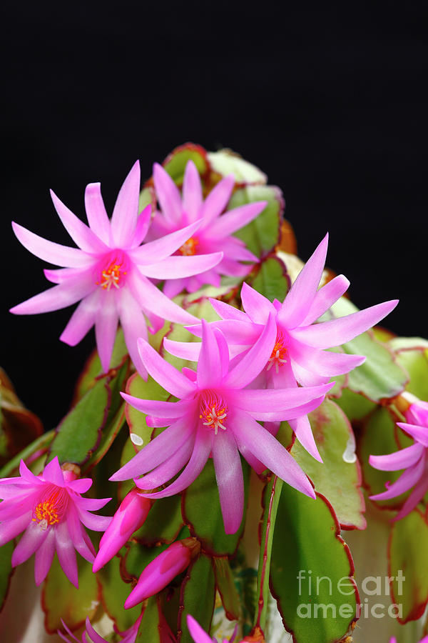 Christmas cactus flowers Photograph by James Brunker