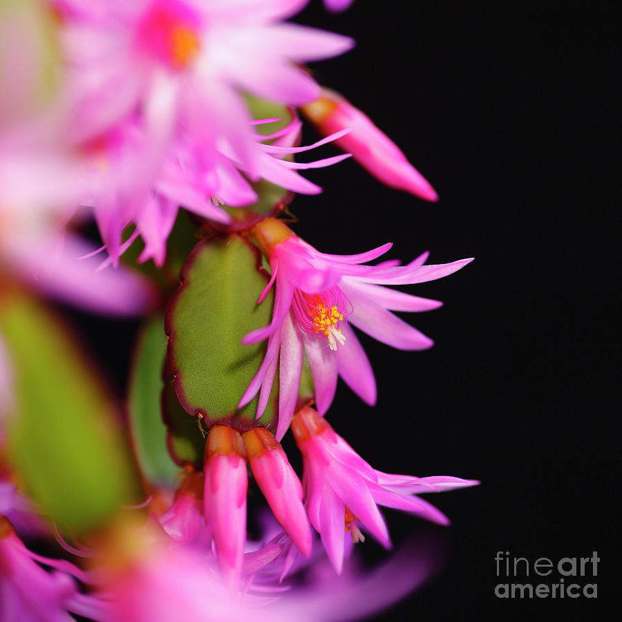 Christmas cactus flowers square format Photograph by James Brunker