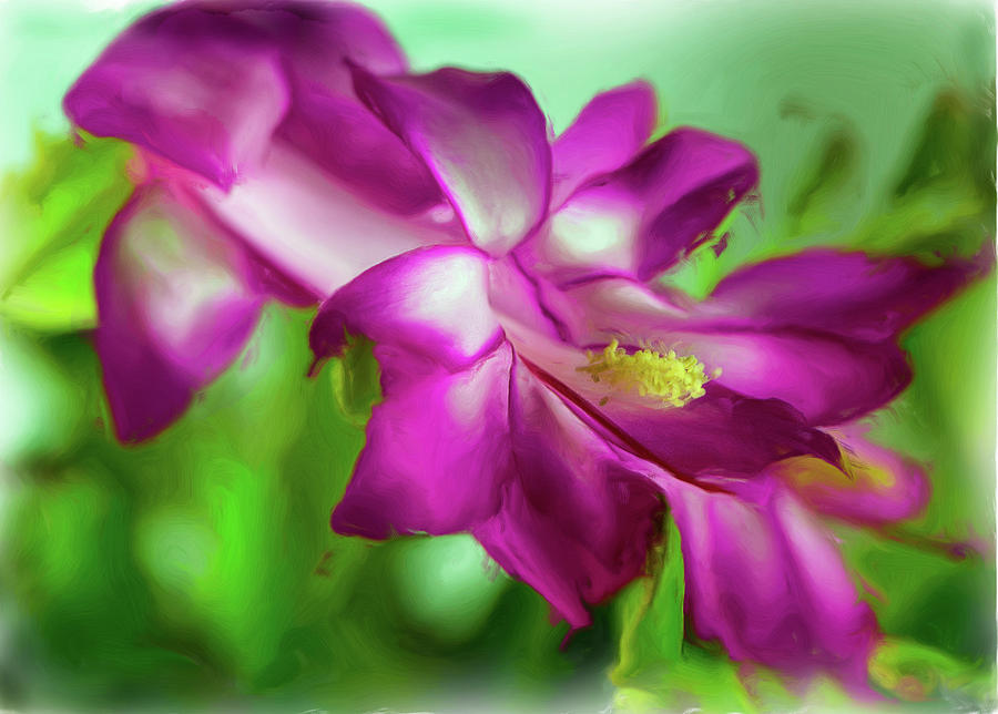 Christmas Cactus in Bloom - digital art Photograph by Cordia Murphy