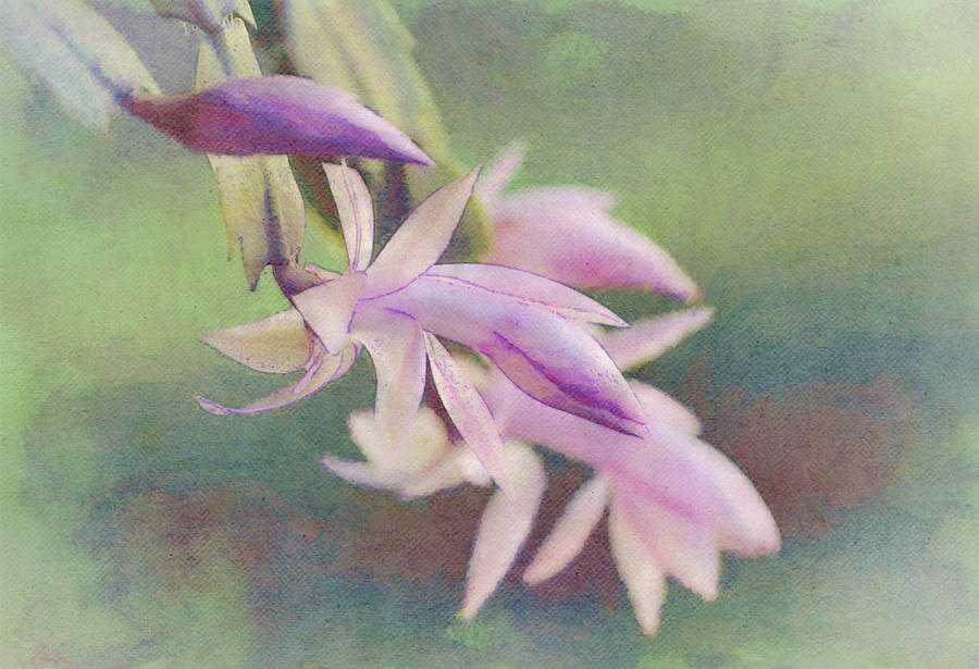 Christmas Cactus in Pink Illustrated Digital Art by Gaby Ethington