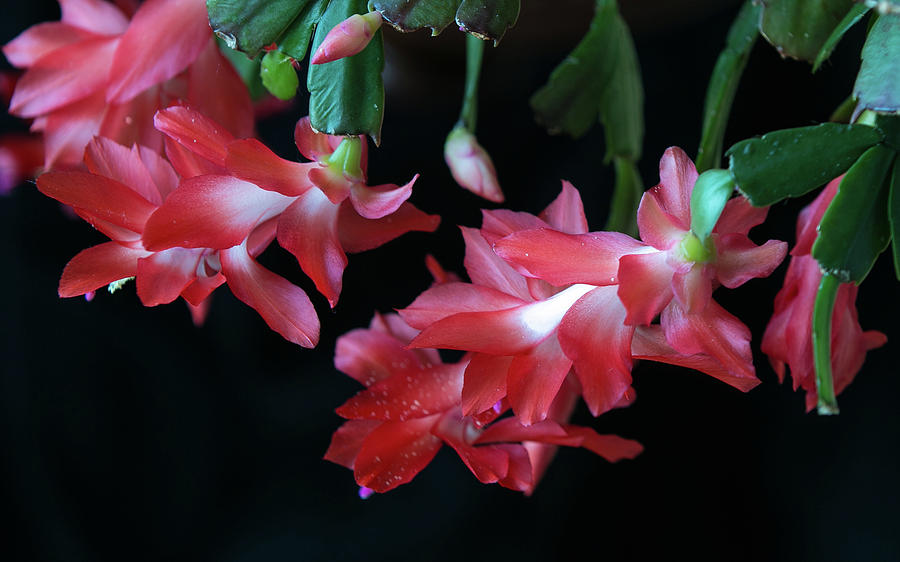 Christmas Cactus in Ruby Red Photograph by E Faithe Lester