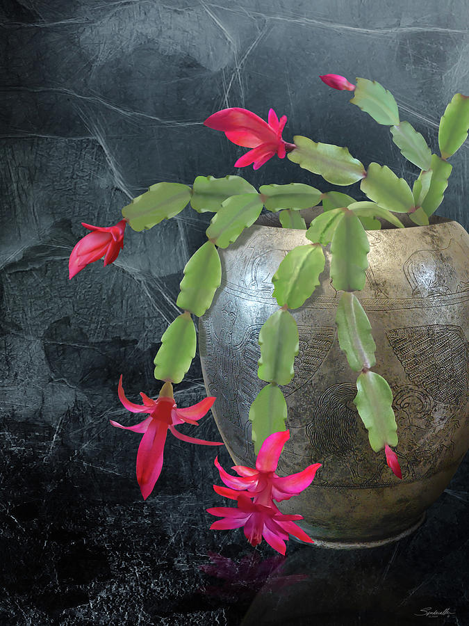 Christmas Cactus in Silver Pot Digital Art by M Spadecaller