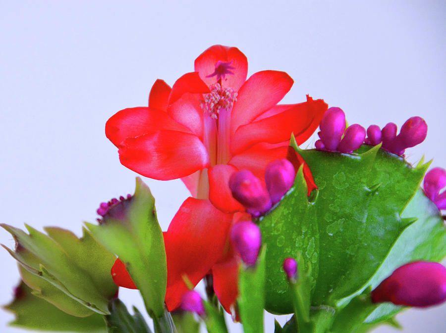 Christmas Cactus Photograph by Mike Martin