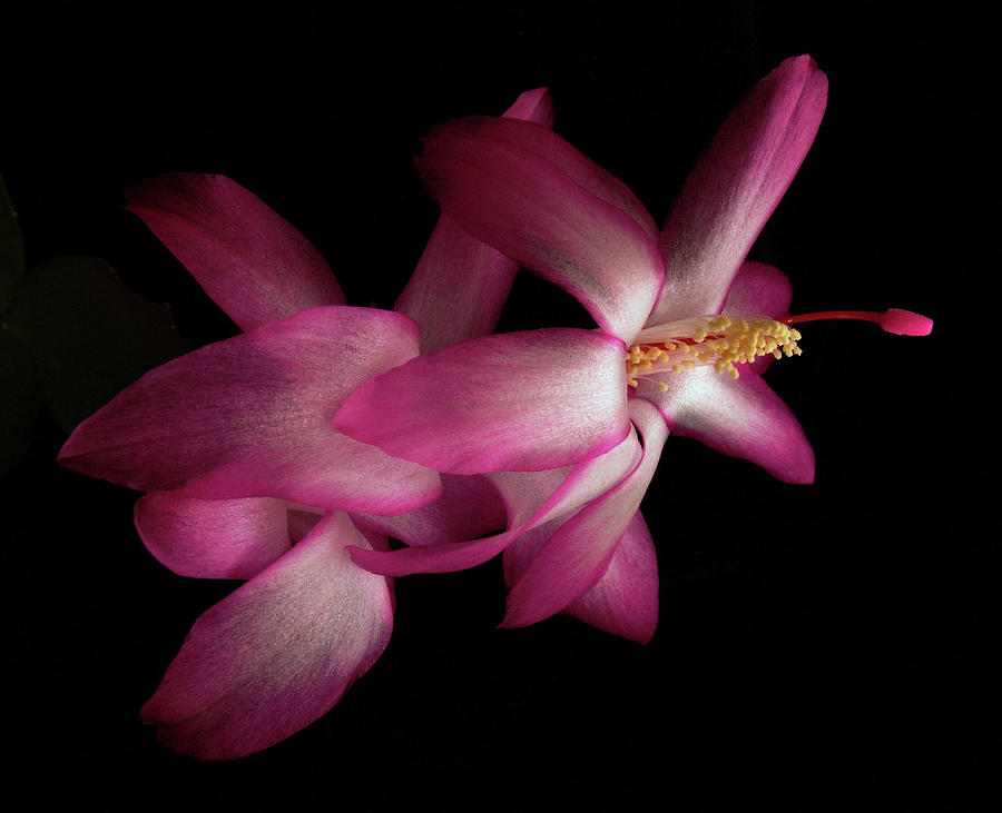 Christmas Cactus Photograph by Nancy Griswold