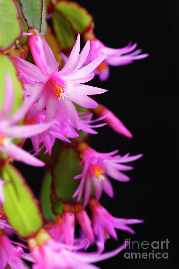 Christmas cactus plant in bloom Photograph by James Brunker