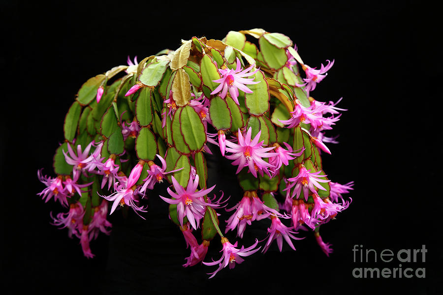Christmas cactus plant in flower Photograph by James Brunker