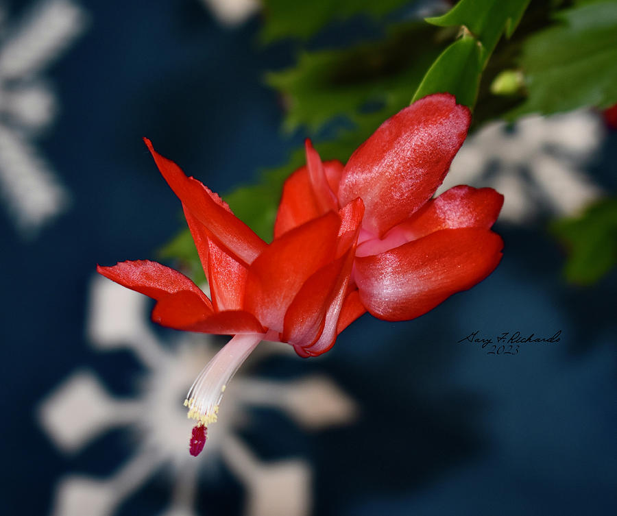 Christmas Cactus Red Single Bloom Photograph by Gary F Richards - Fine ...