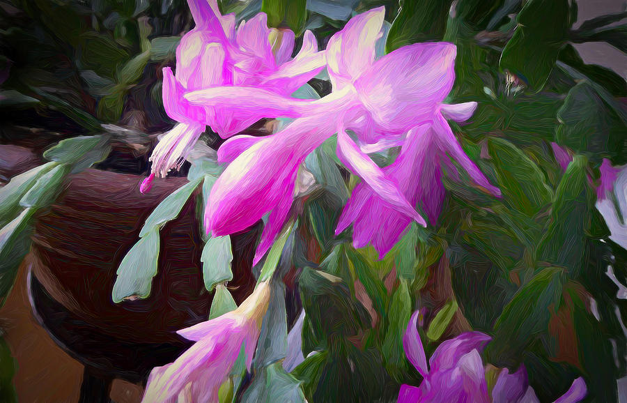 Christmas Cactus Digital Art by Robert Meyerson - Pixels