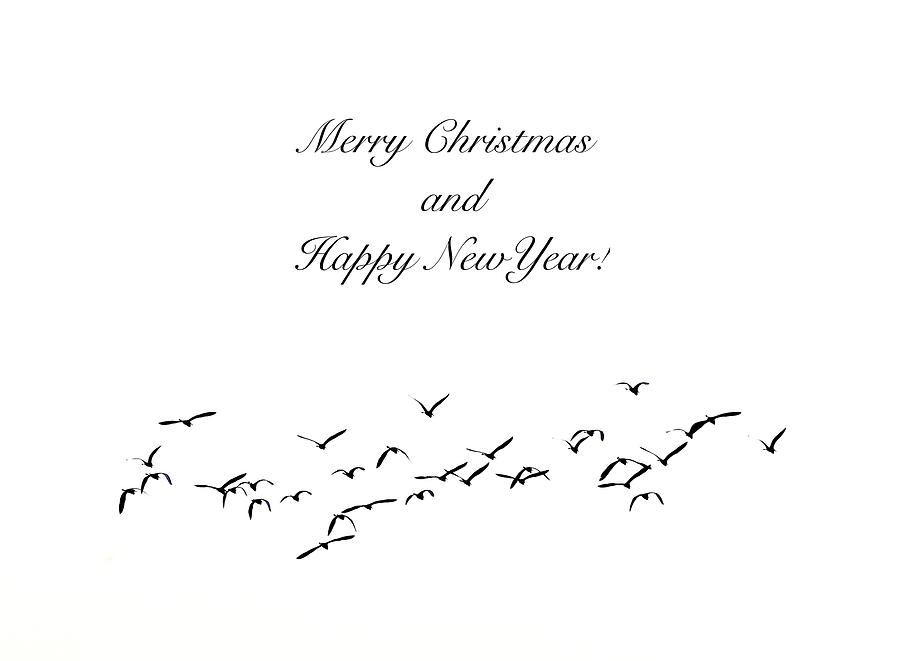 Christmas Card In Black And White Photograph by Alida M Haslett