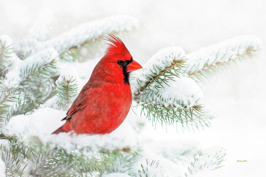 Cardinal Photograph - Christmas Cardinal by Christina Rollo
