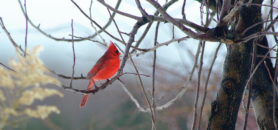 Christmas Cardinal Photograph by Kenneth Lane Smith