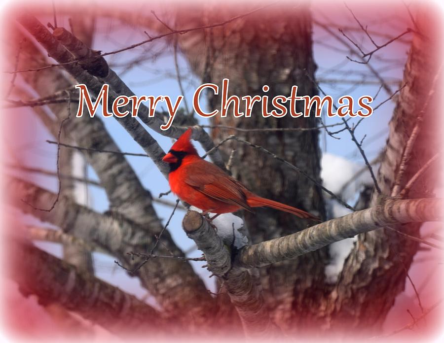 Christmas Cardinal Photograph by Kim Galluzzo