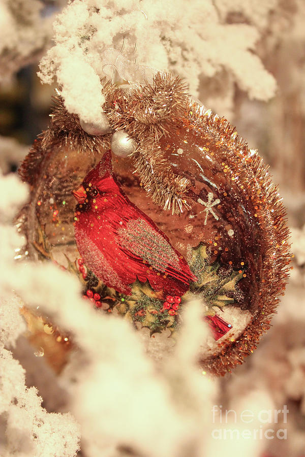 Christmas Cardinal Photograph by Lynn Sprowl