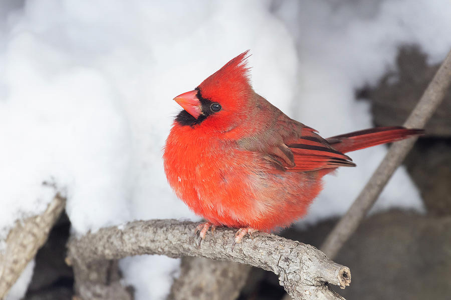 Christmas Cardinal Photograph by Mircea Costina Photography