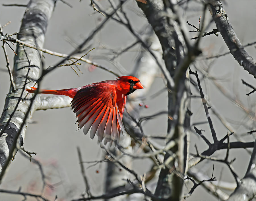 Christmas Cardinal Photograph by Stuart Harrison